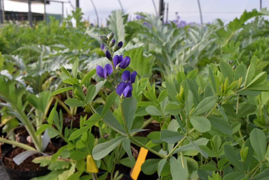 Baptisia australis ---